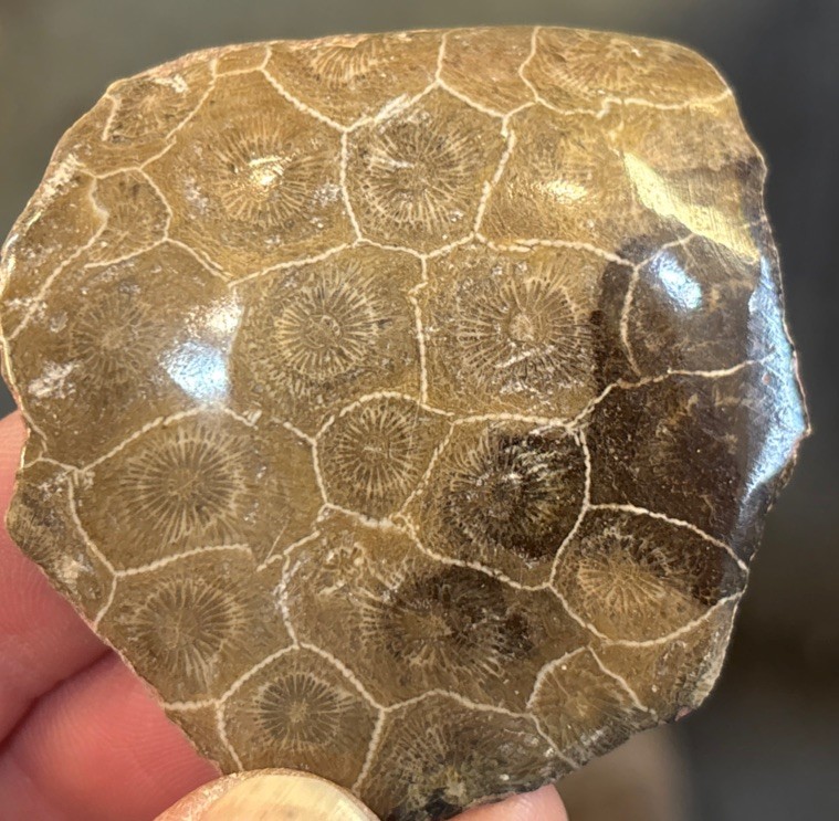 Petrified Coral End Polished
