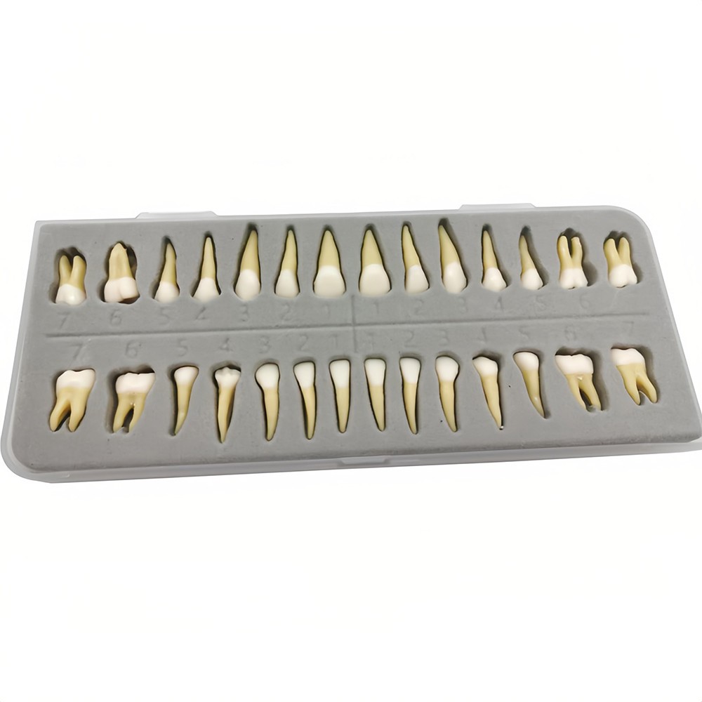 28 Resin Dental Permanent Teeth Study Tooth Model Discrete With Root Simulation
