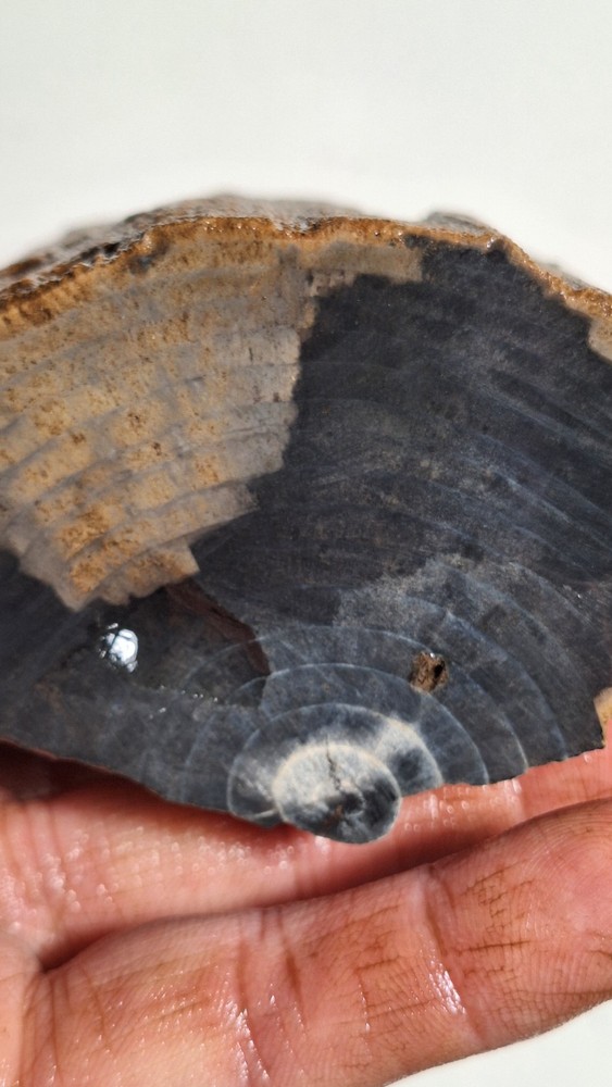 Agatized Petrified Wood