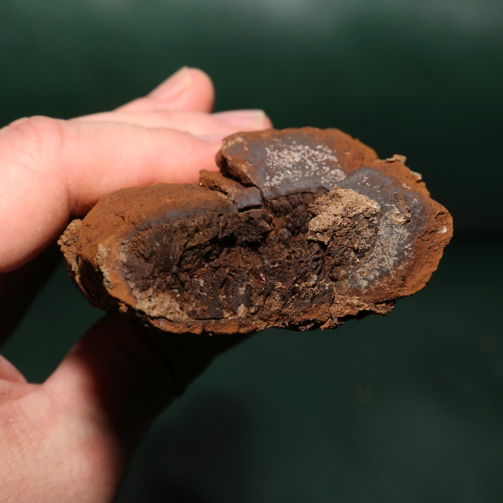 Nice DINOSAUR RIB Section - Authentic Fossil Hell Creek Formation Specimen