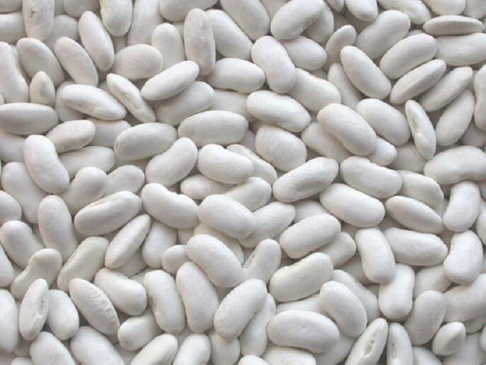 Al Doha Egyption White Beans, 3 X 500 gm فاصوليا ناشفة