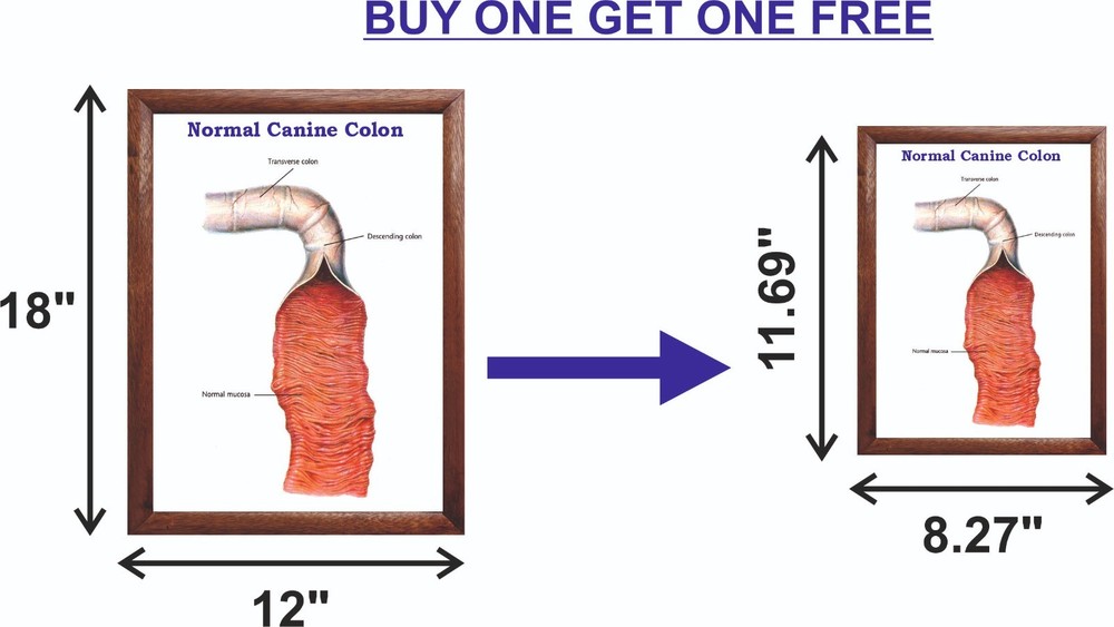Normal Canine Colon Chart 12x18 inches