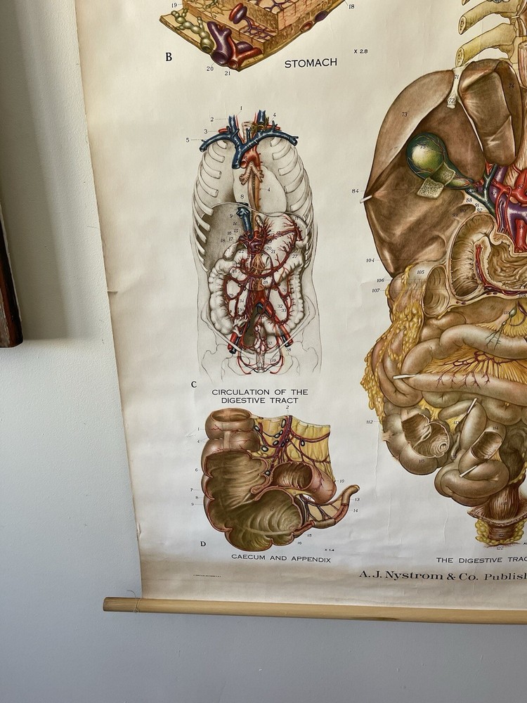 Vintage Frohse American Anatomical Pull Down Wall Chart Digestive System