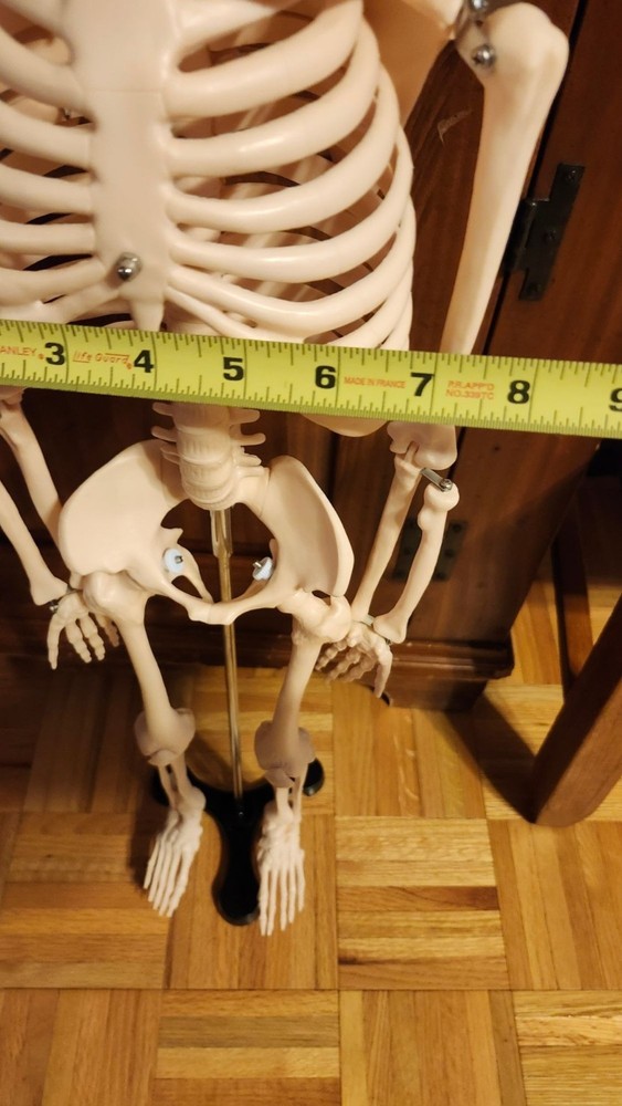 Anatomical Human Skeleton Model Educational Display & Decor