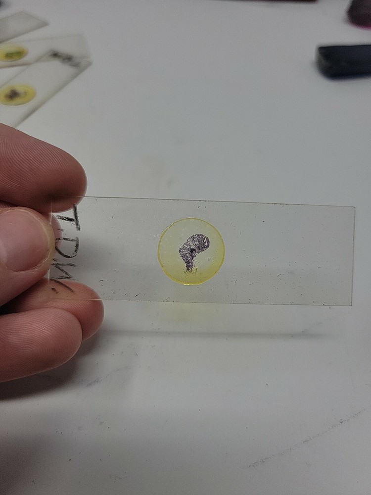 Vintage Microscope Slide 1941