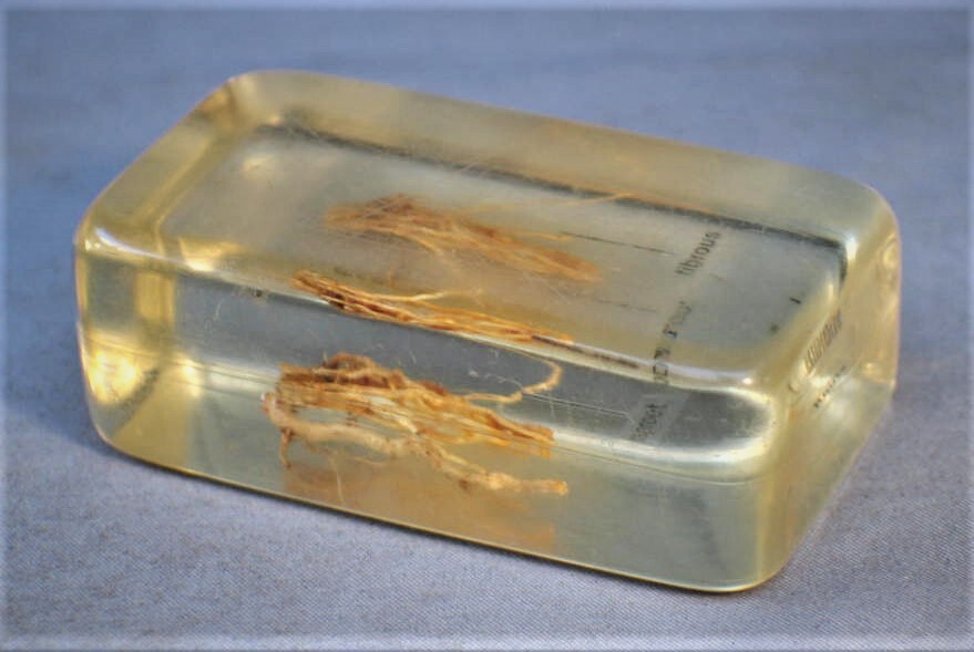 Vintage Root Specimen Preserved in Plastic Block