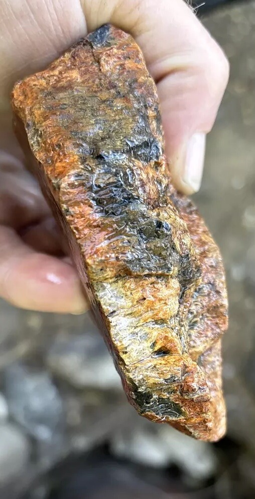 Tempskya petrified Palmwood