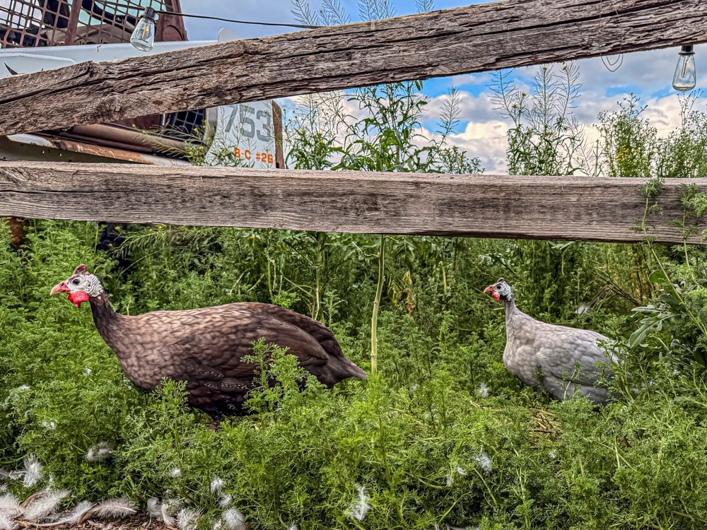 Guinea Fowl Hatching Eggs 6 (PRE-ORDER)