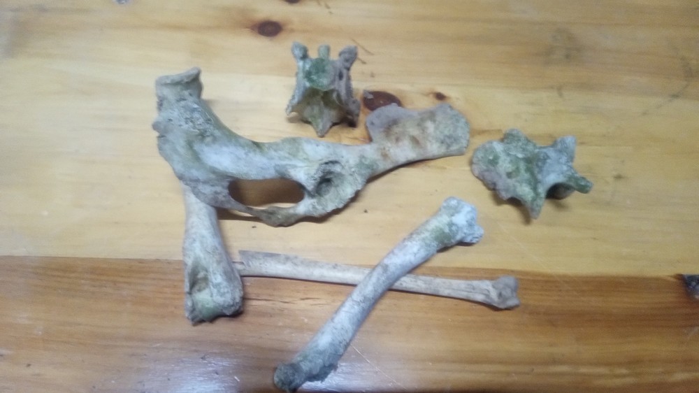 Pirate Bones