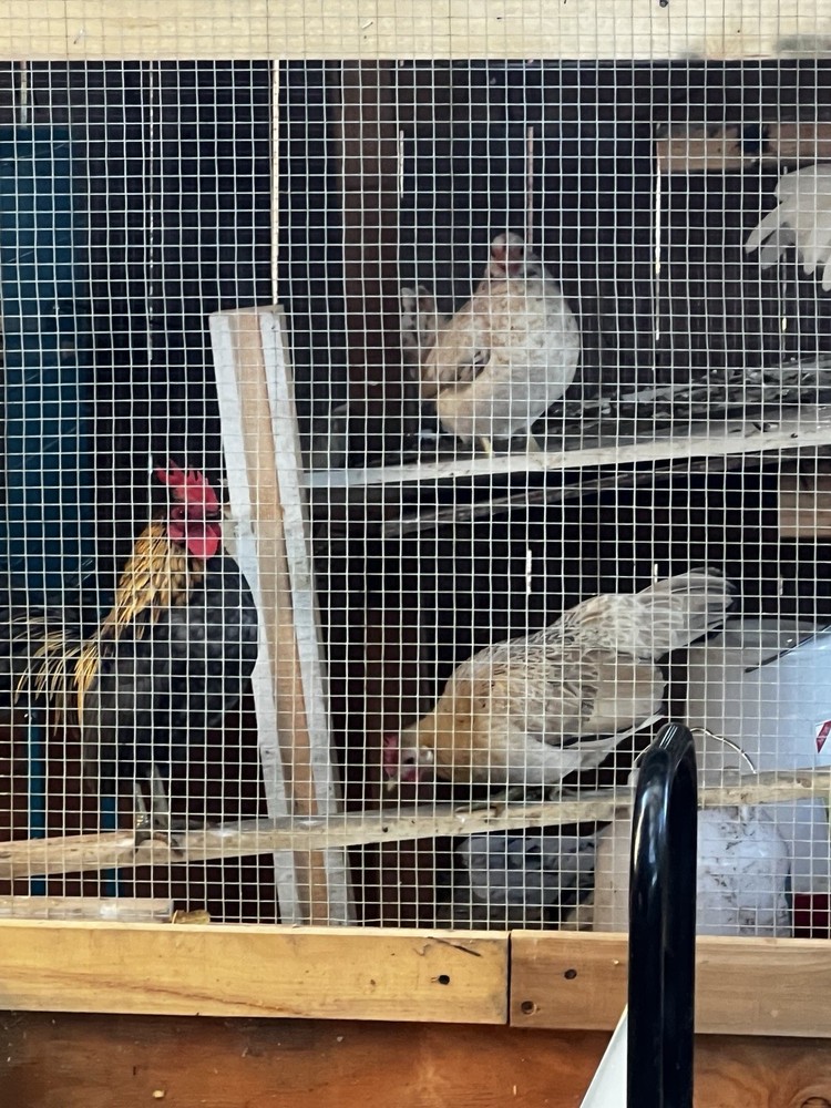 6+ Serama Teacup Chicken Hatching Eggs