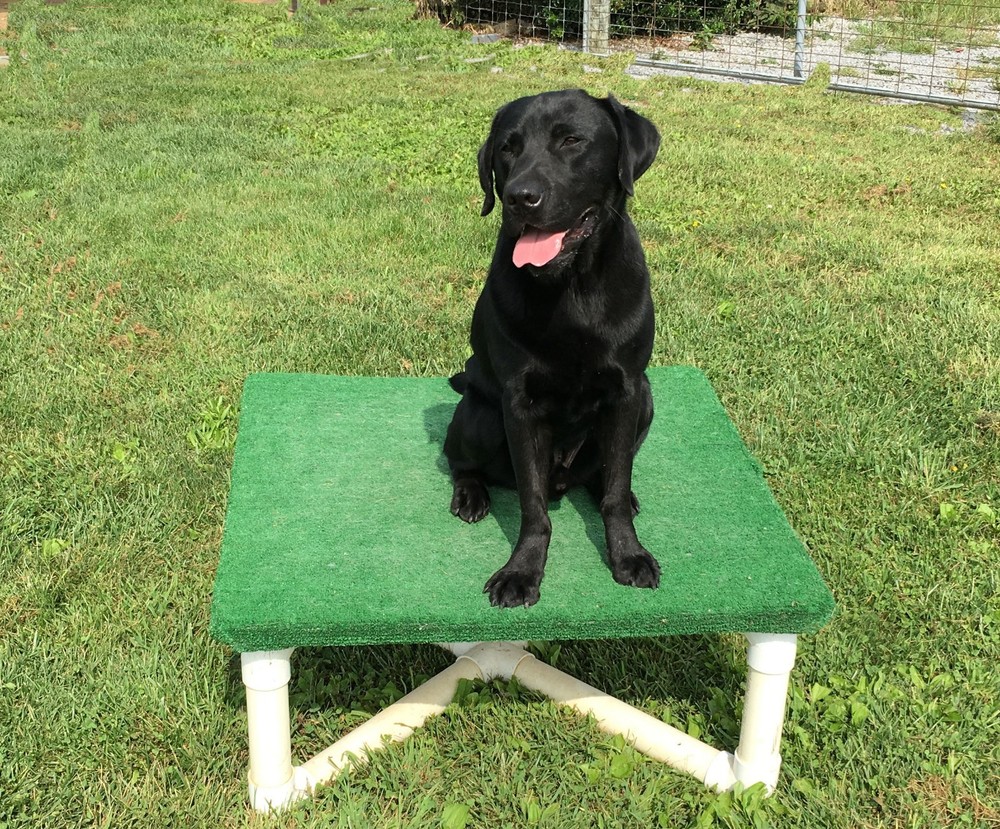 dog agility training starter kit with 4 jumps and table