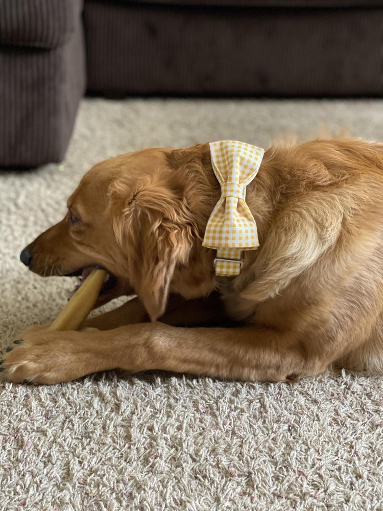 Dog Collar with Bowtie Durable Adjustable and Comfortable Collar for Medium D...