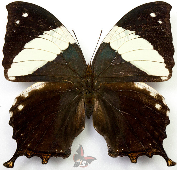 Anaea clytemnestra, LARGE,  UNMOUNTED butterfly