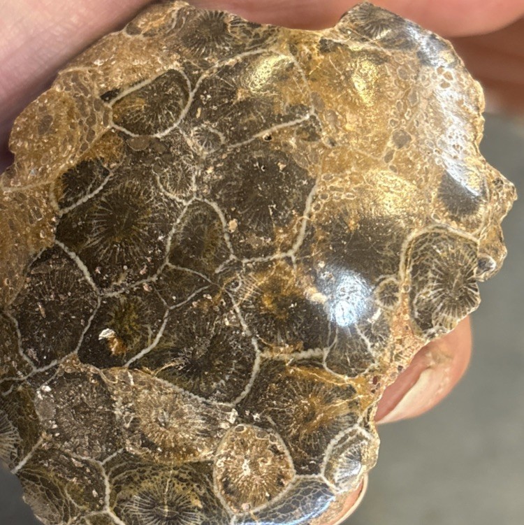 Petrified Coral End Polished