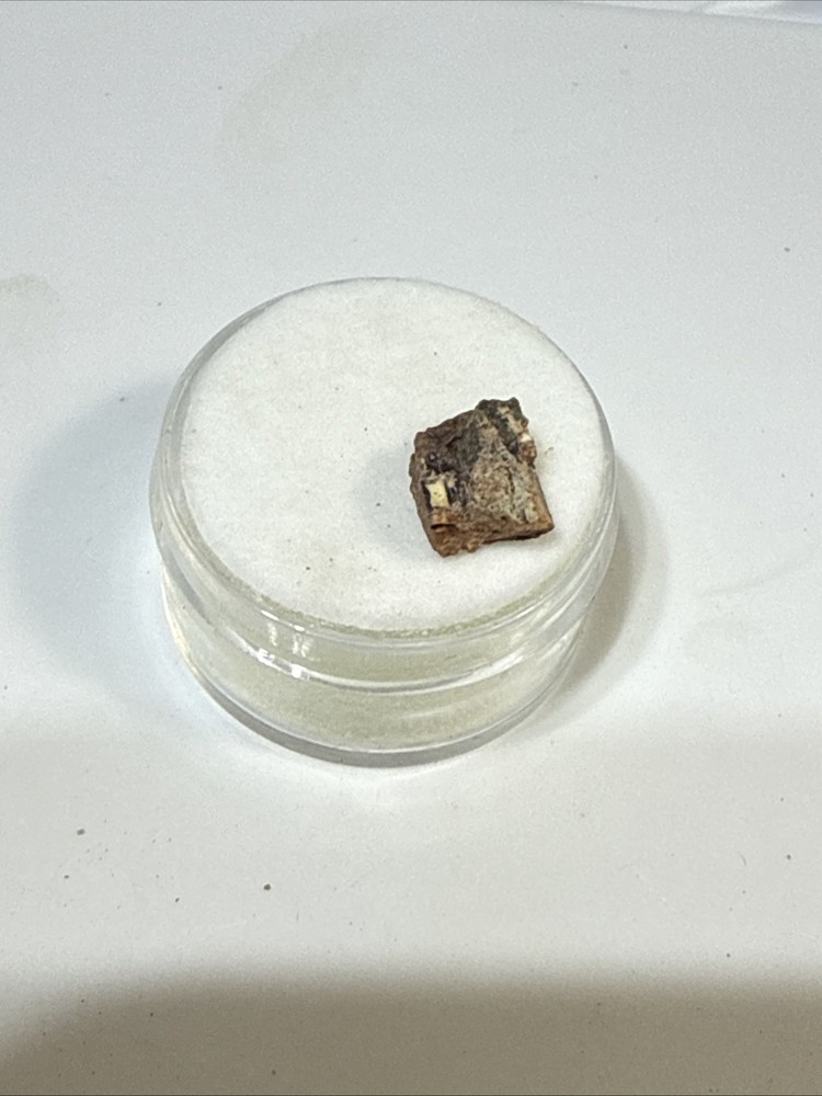 Fossil Hyneria Fish Tooth Devonian Era Rare Fossil