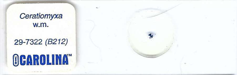 Ceratiomyxa sp. w.m. Microscope Slide