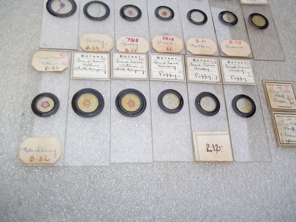 Vintage Glass Microscope Slides -