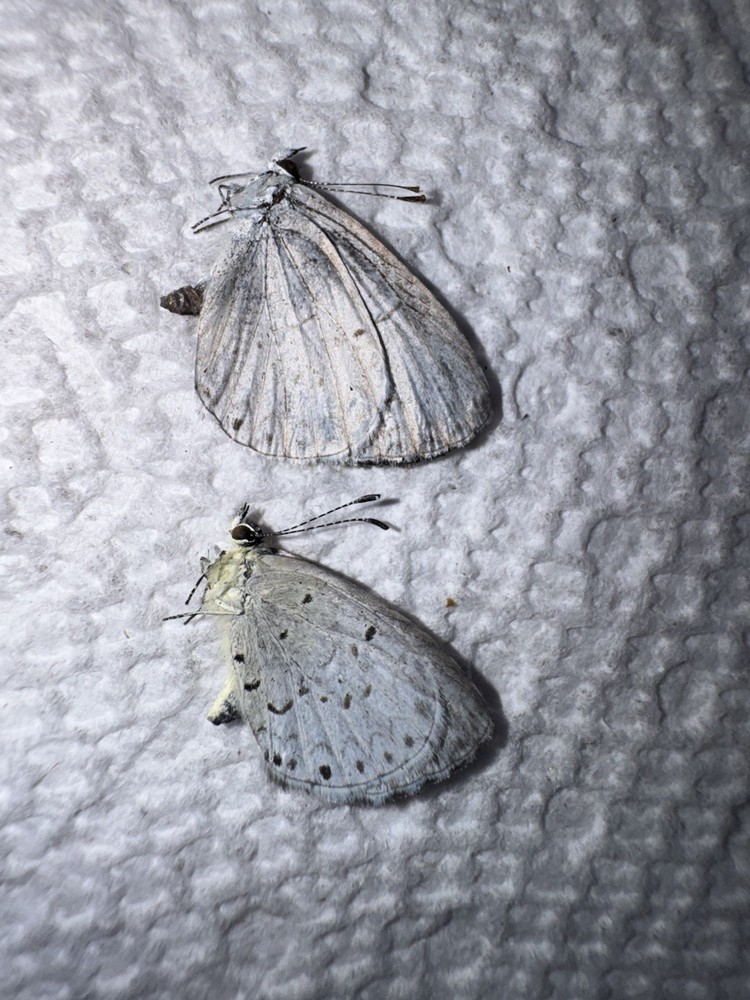 BY5 - 2 Spring Azure Blue Butterflies GA