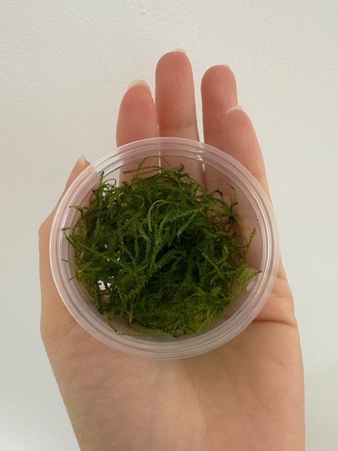 ​Fresh Live Java Moss - Buy 2 Get 1 Free