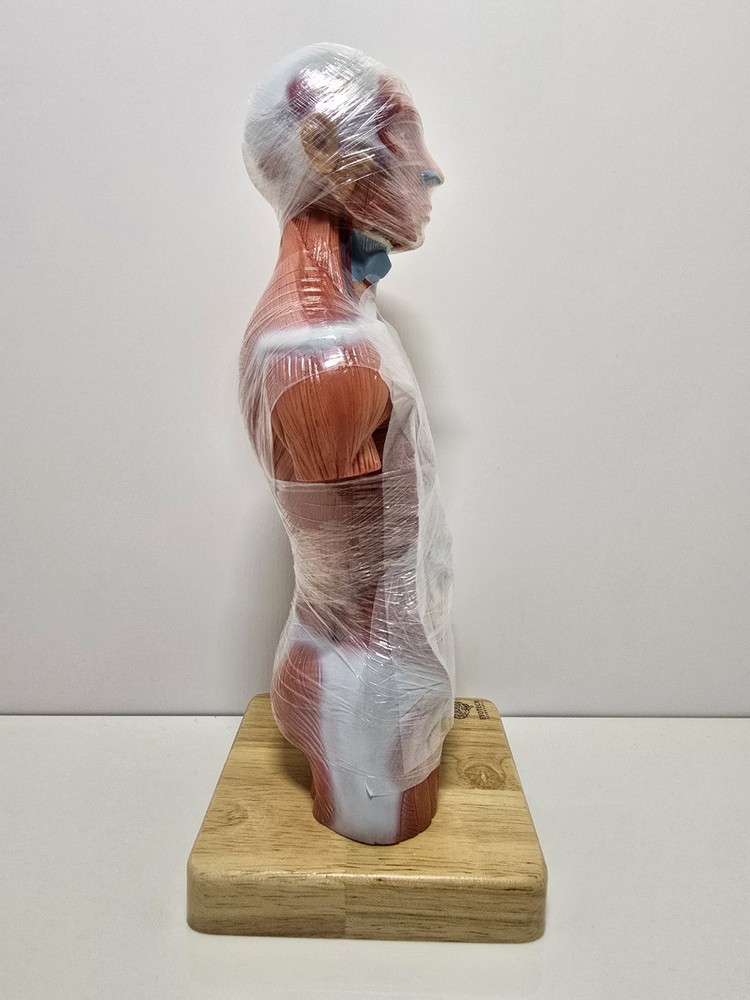 Evotech Mini Human Torso 10 inch Science Learning School