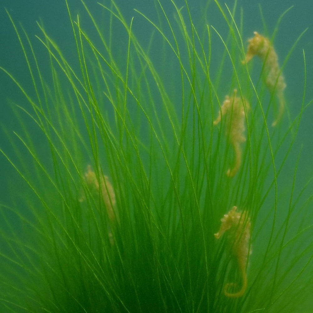 Long Sea Grass Macroalgae (Grass Rock)