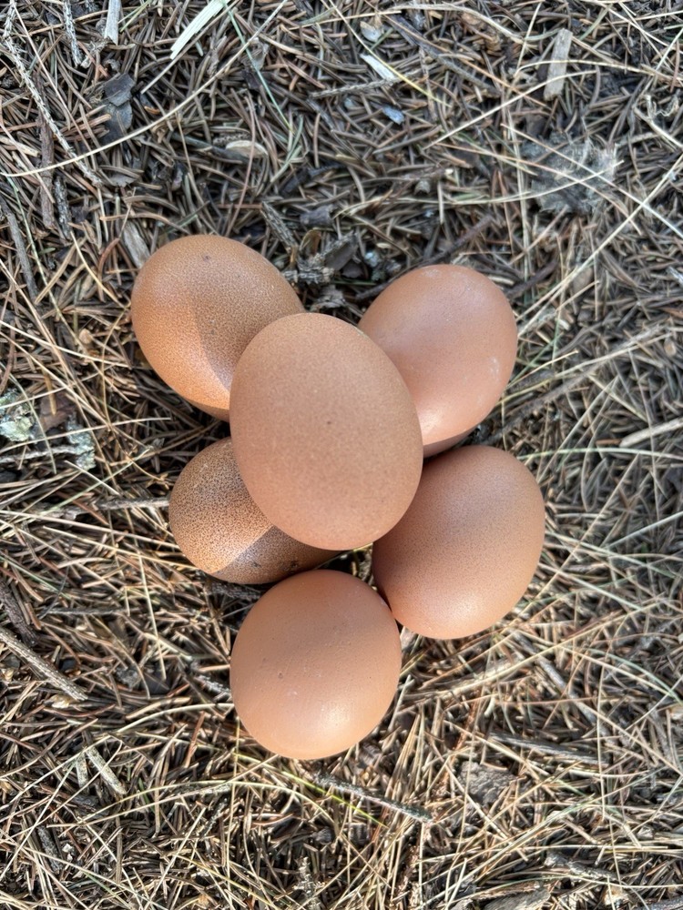 Welsummer hatching eggs (12 Eggs)