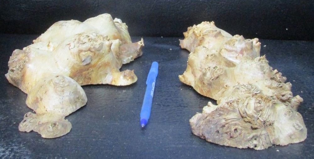 2pc Buckeye Burl end caps/cut offs #D411 assorted sizes