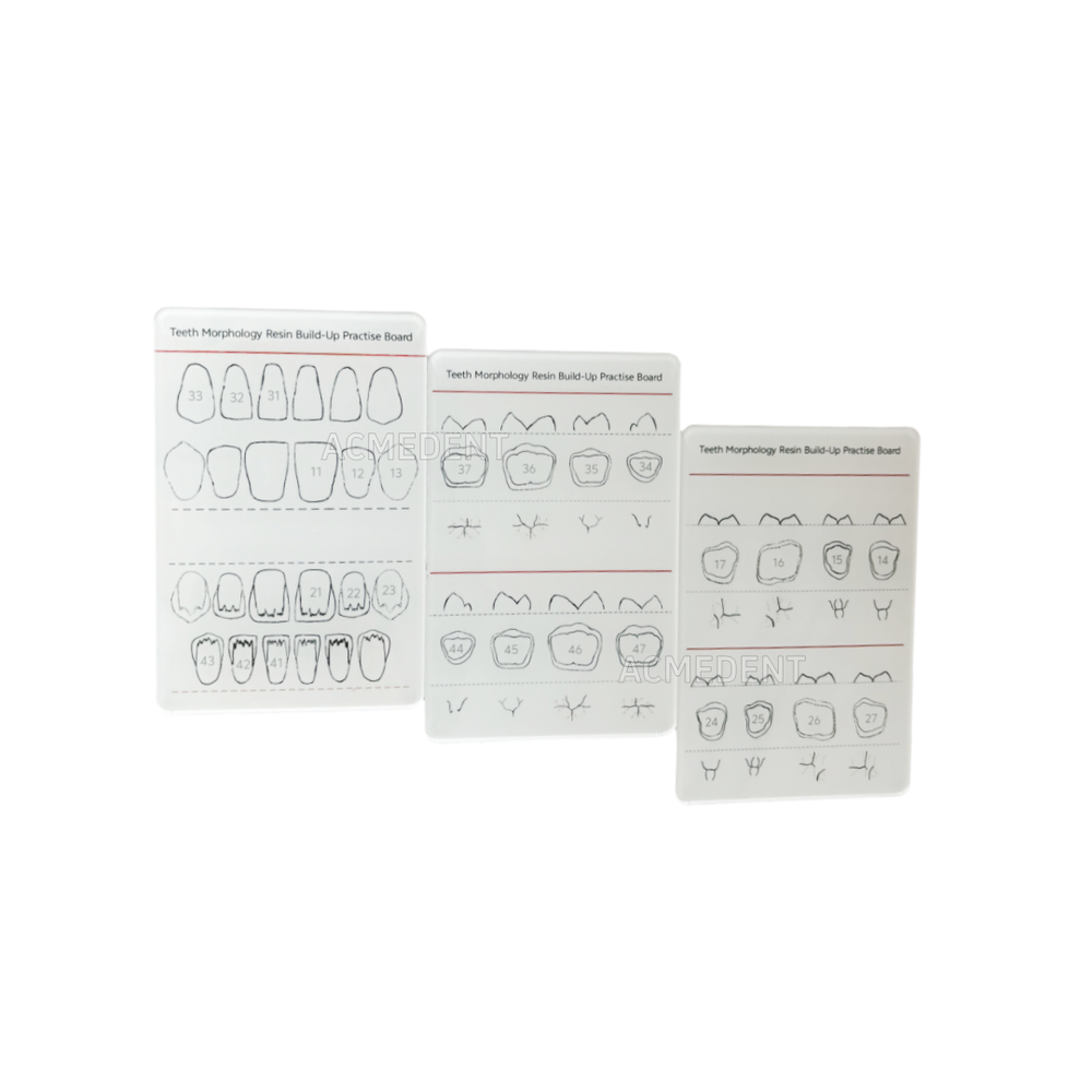 Dental Caries Decay Teeth Model Tooth Simulate Class Ⅱ Resin Restore Template