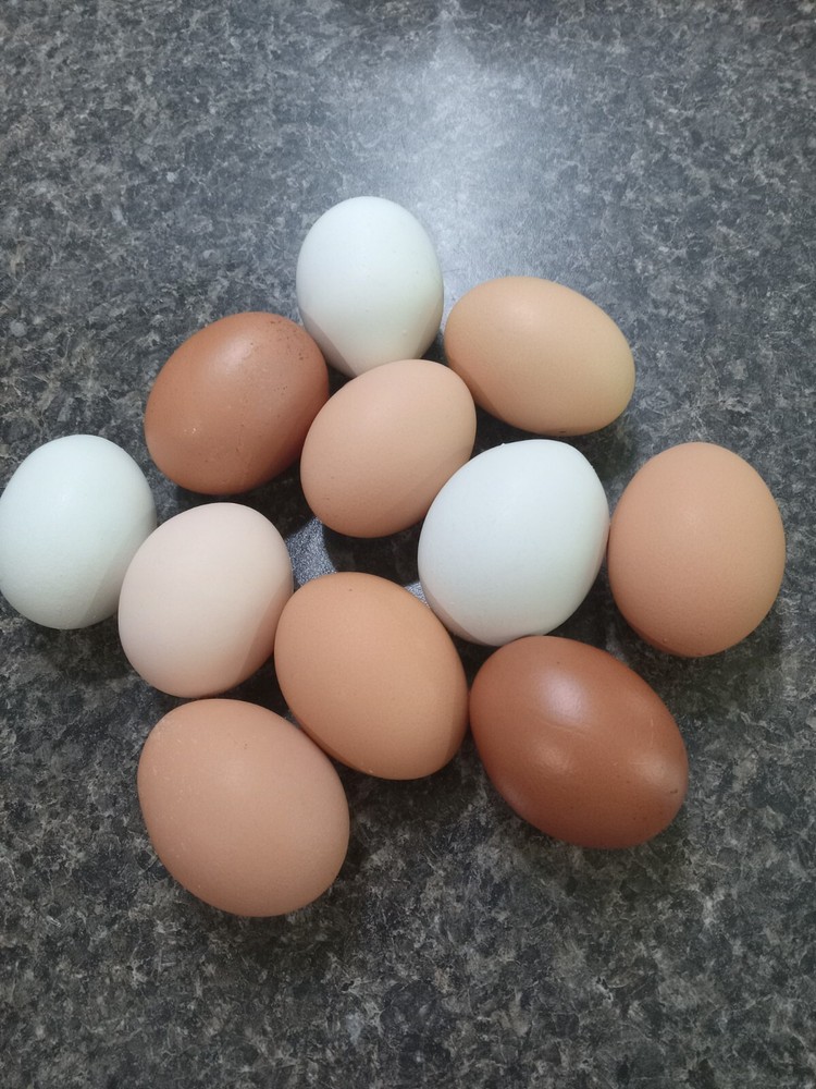 8 Dozen organic Dehydrated eggs all fresh,,
