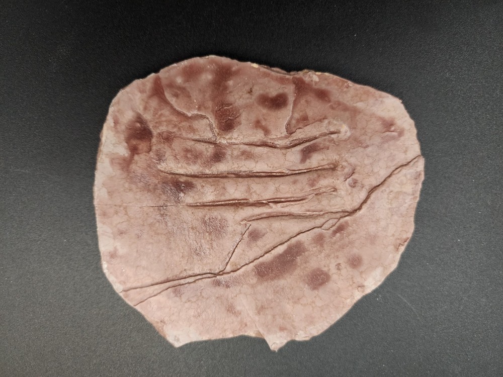 Fossil Replica Educational Displays - pterosaur skeleton, reptile footprints