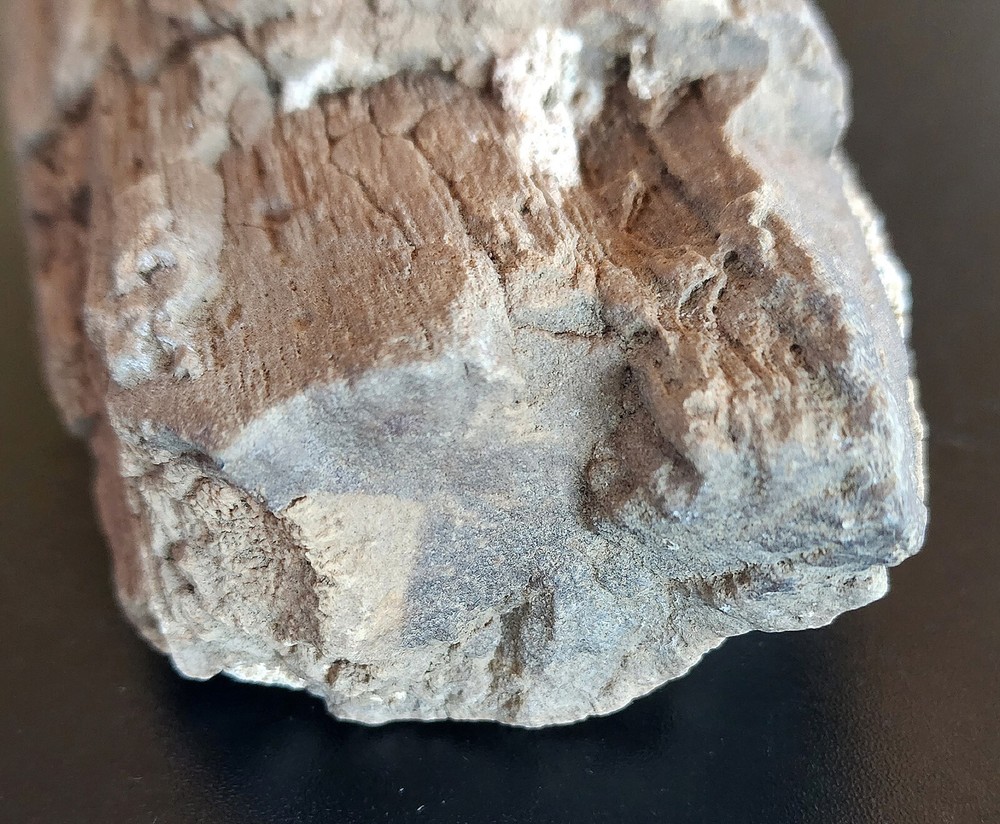Petrified Wood Very Heavy Nice Definition