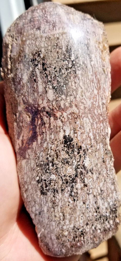 Agatized Dinosaur Gem Bone Natural Multicolor Cell Polished 543g Specimen Displa