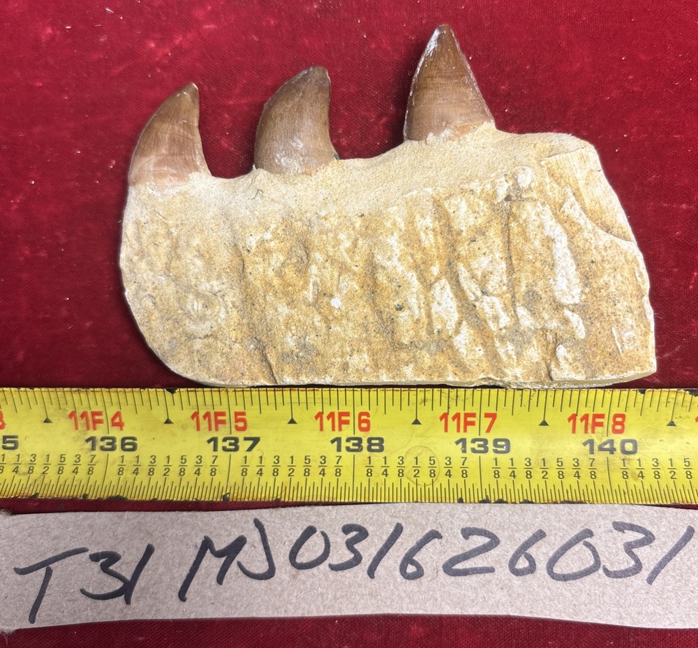 Mosasaurus JAW Bone Fossil with Three Teeth See Video