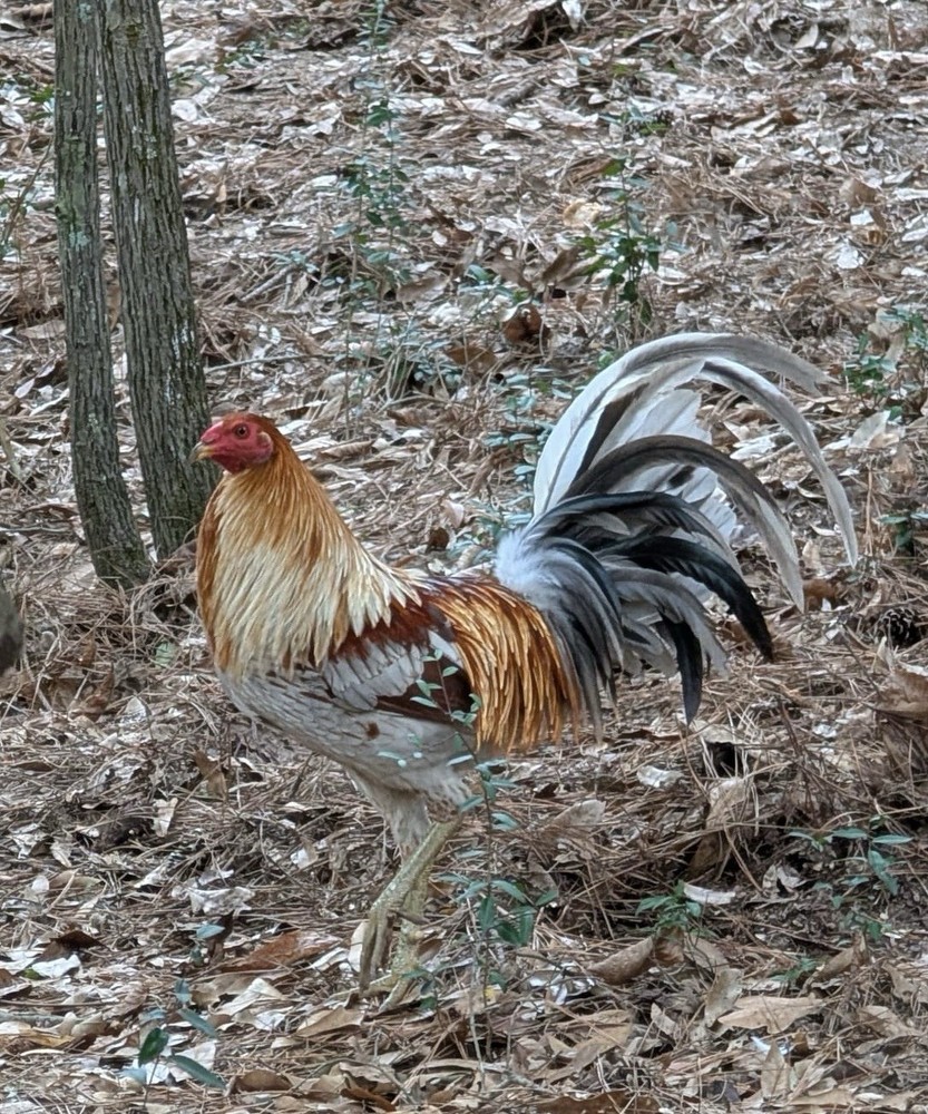 10 Heritage Yardbird Assortment Hatching Eggs