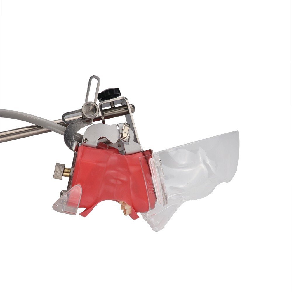 Dental Simulator Mannequin Head Teeth Model Teaching Practicing Head Mold desk