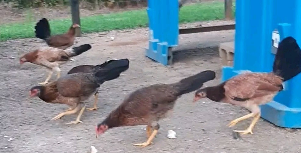 24 Chicken Hatching Eggs