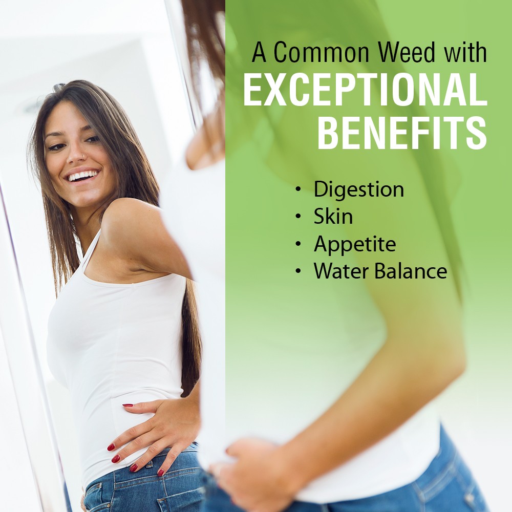 Solaray Chickweed Capsules, 385 mg, 100 Count