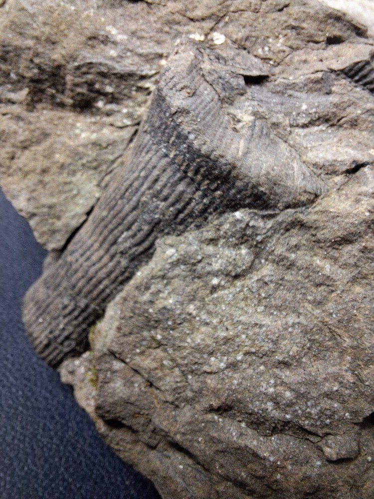 Calamite Stem Lepidodendron Paliozoic Devonian Carboniferous Virginia