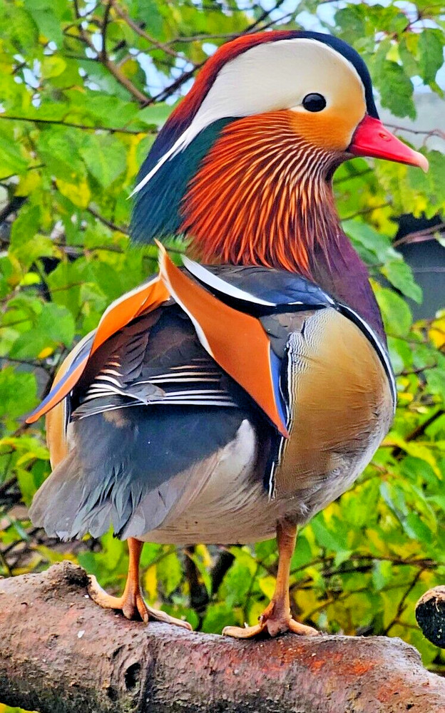 1 Regular SPLIT TO WHITE SINGLES Exotic Mandarin Duck Hatching Eggs PRESALE