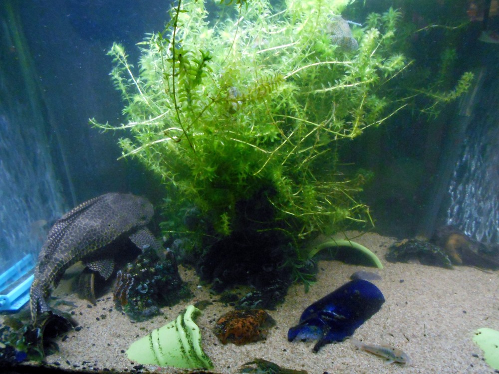 100+ STEMS ELODEA ANACHARIS WATER PLANTS 1+ POUND AQUERIUM CRAYFISH TURTLE KOI
