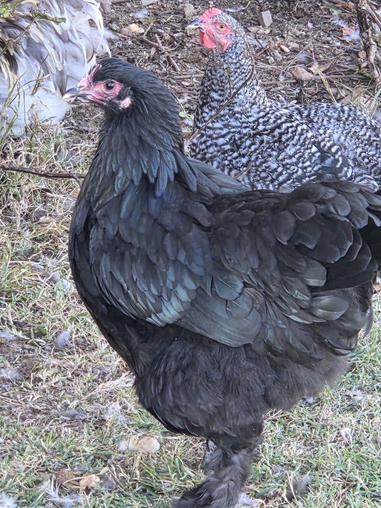 Brahma chicken hatching eggs (10 +2)