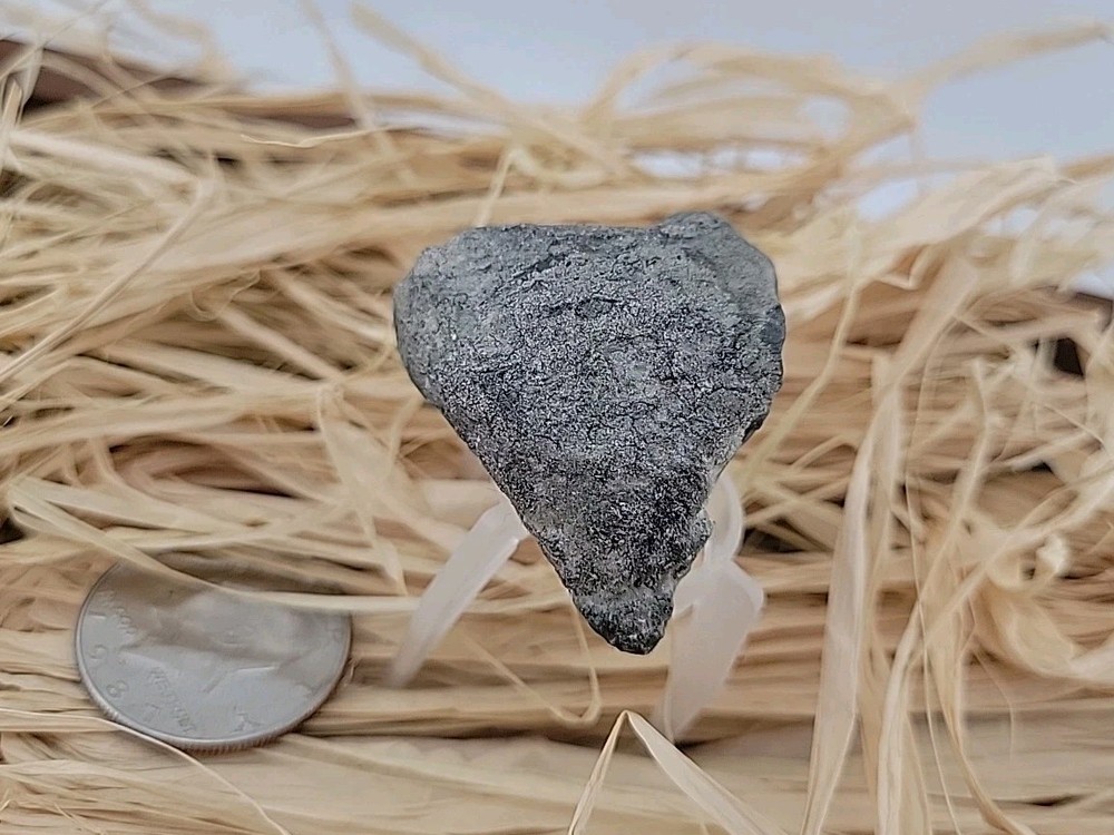 Permineralized Claw Fossil Super Rare