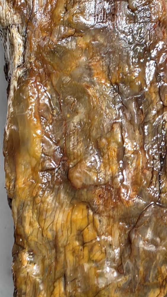 petrified wood log