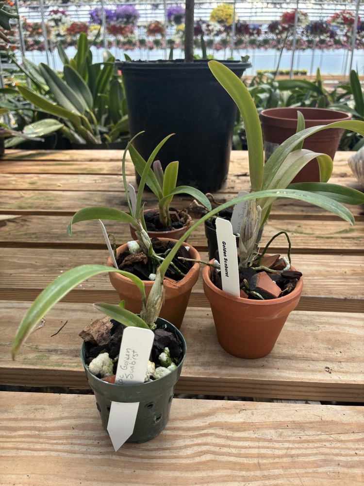 Epic. Golden Sunburst