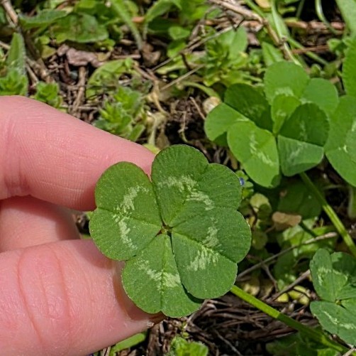 Rare Real 4 Leaf Clover 🍀 Hand Picked