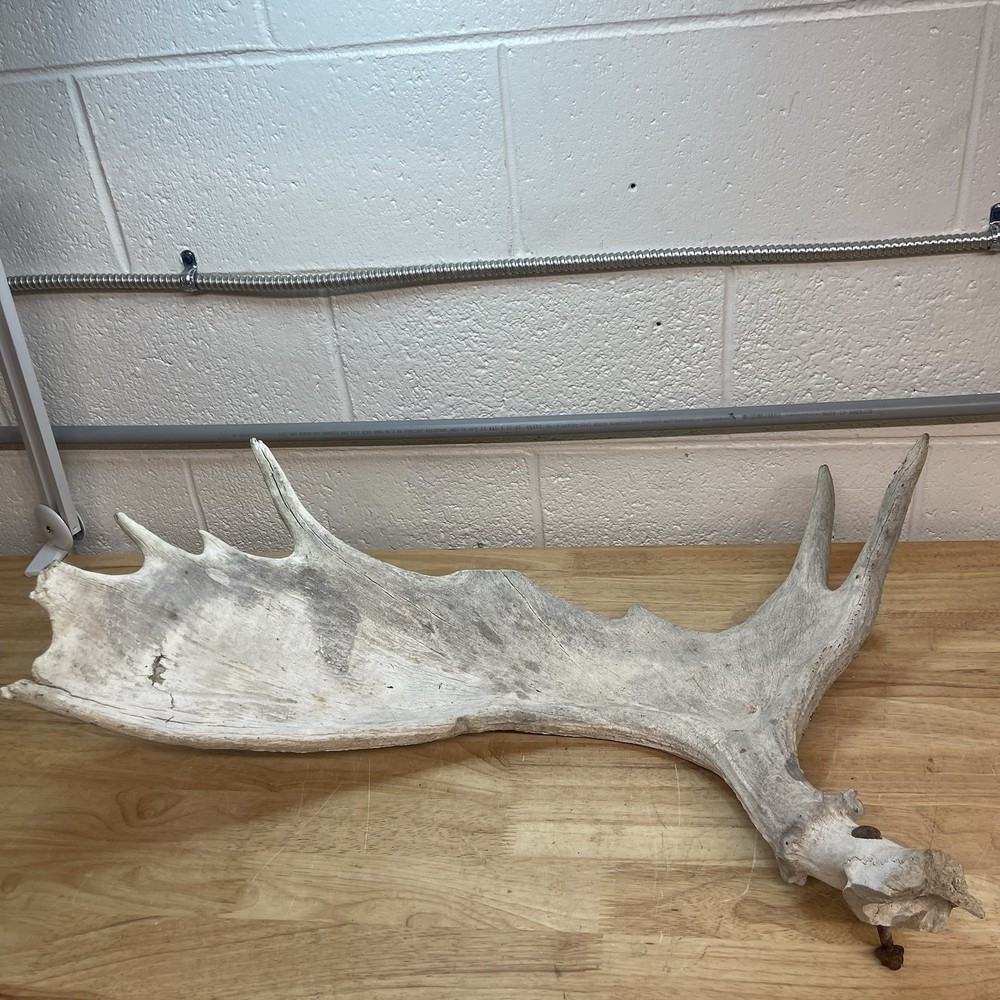 Genuine Moose Antler 30” & 6.95lbs