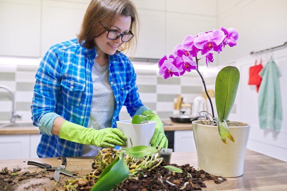 Sun Bulb 5011 Phalaenopsis Mix, 8 Quarts
