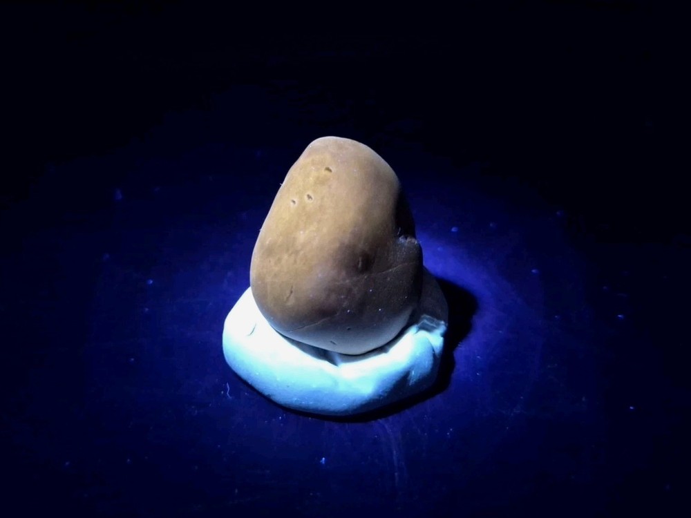 Fossil Seed Pod Pennsylvanian Epoch