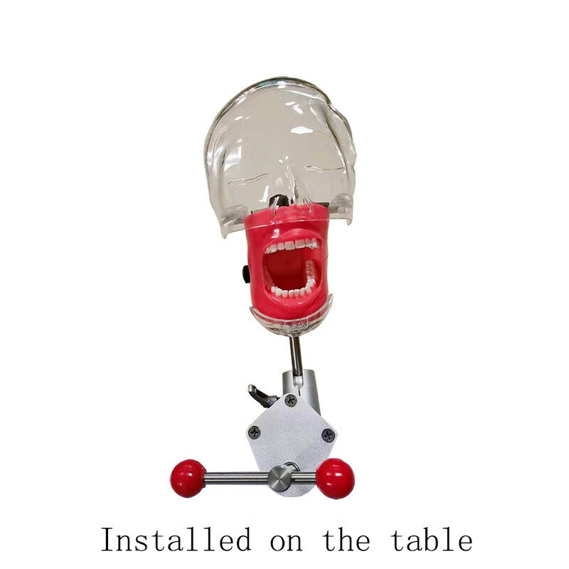 Desktop Mounted Dental Manikin Phantom Head Simulator Head Model for Training US