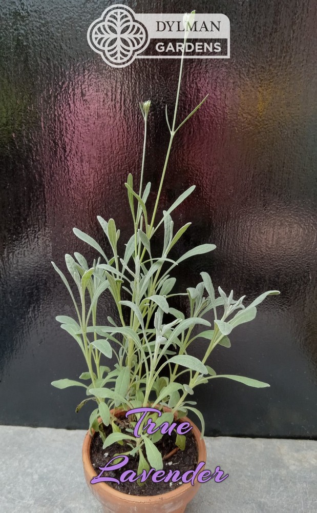 True Lavender (Lavandula angustifolia) Herb - Dwarf Lavender - Multiple Sizes